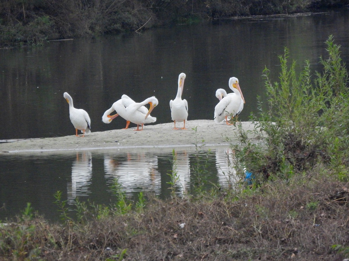 American White Pelican - ML644779185