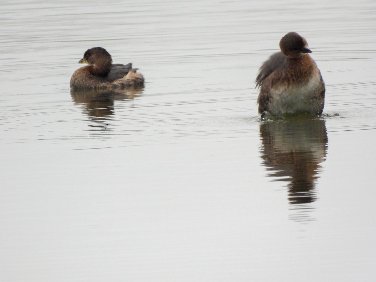 Pied-billed Grebe - ML644779188