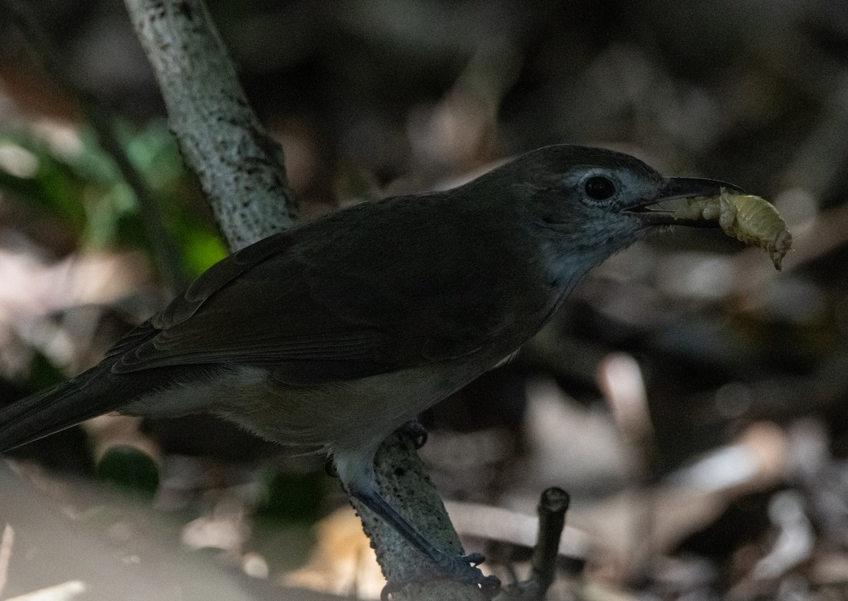 Little Shrikethrush (Arafura) - ML644779191