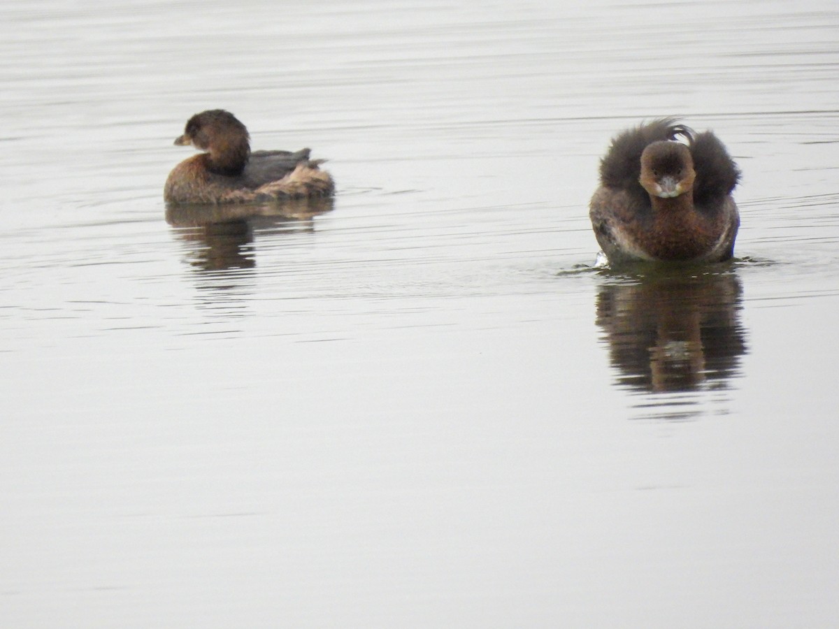 Pied-billed Grebe - ML644779192