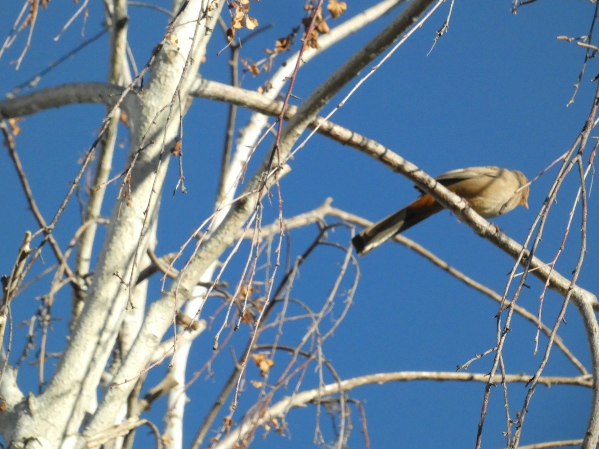 California Towhee - ML644779197