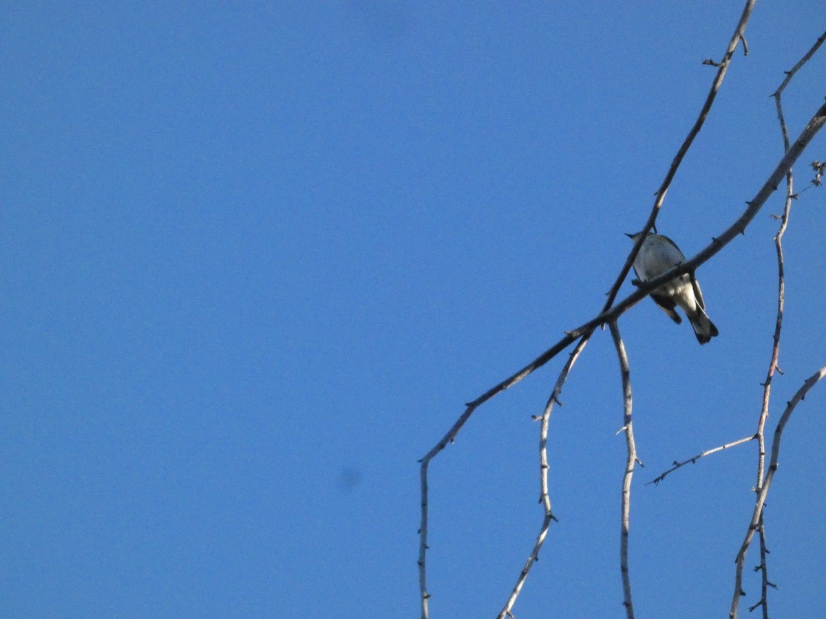 Yellow-rumped Warbler - ML644779200