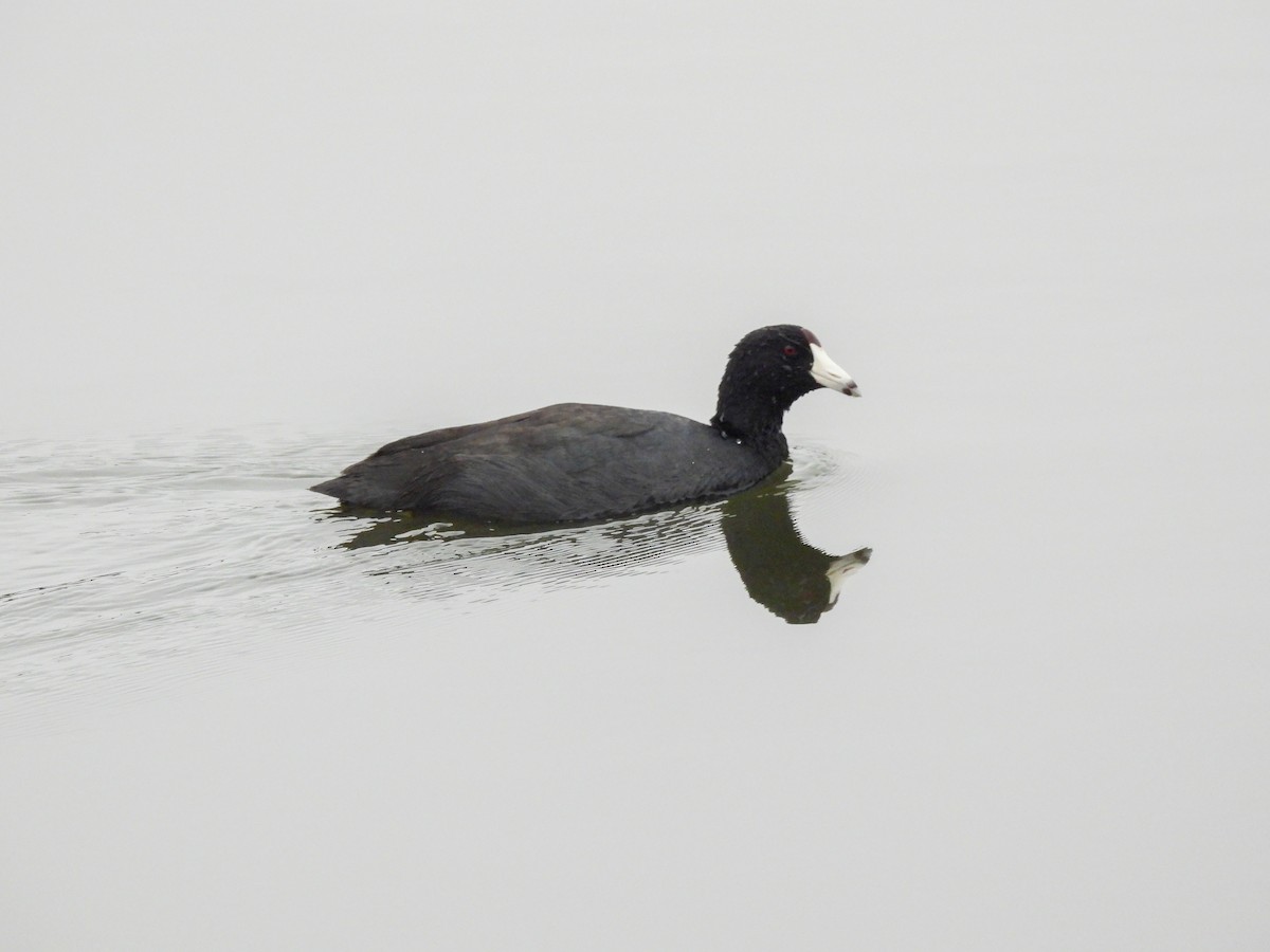 American Coot - ML644779207