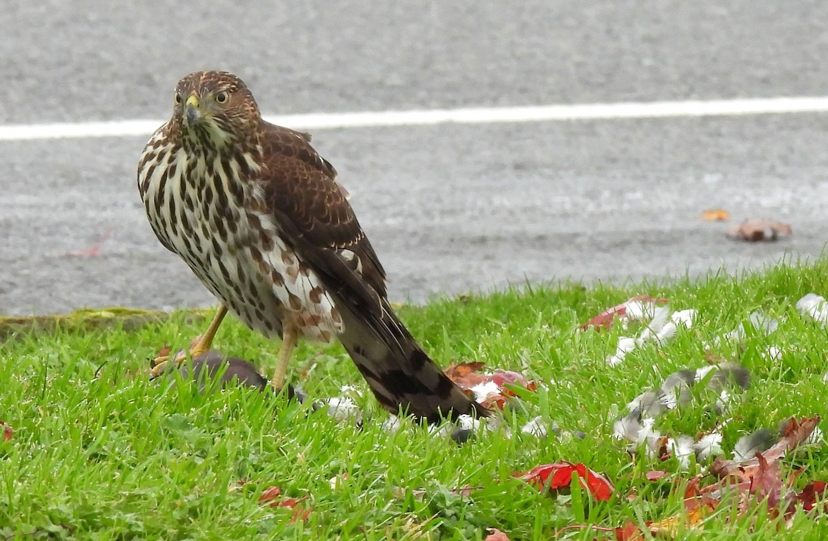 Яструб чорноголовий - ML644779217