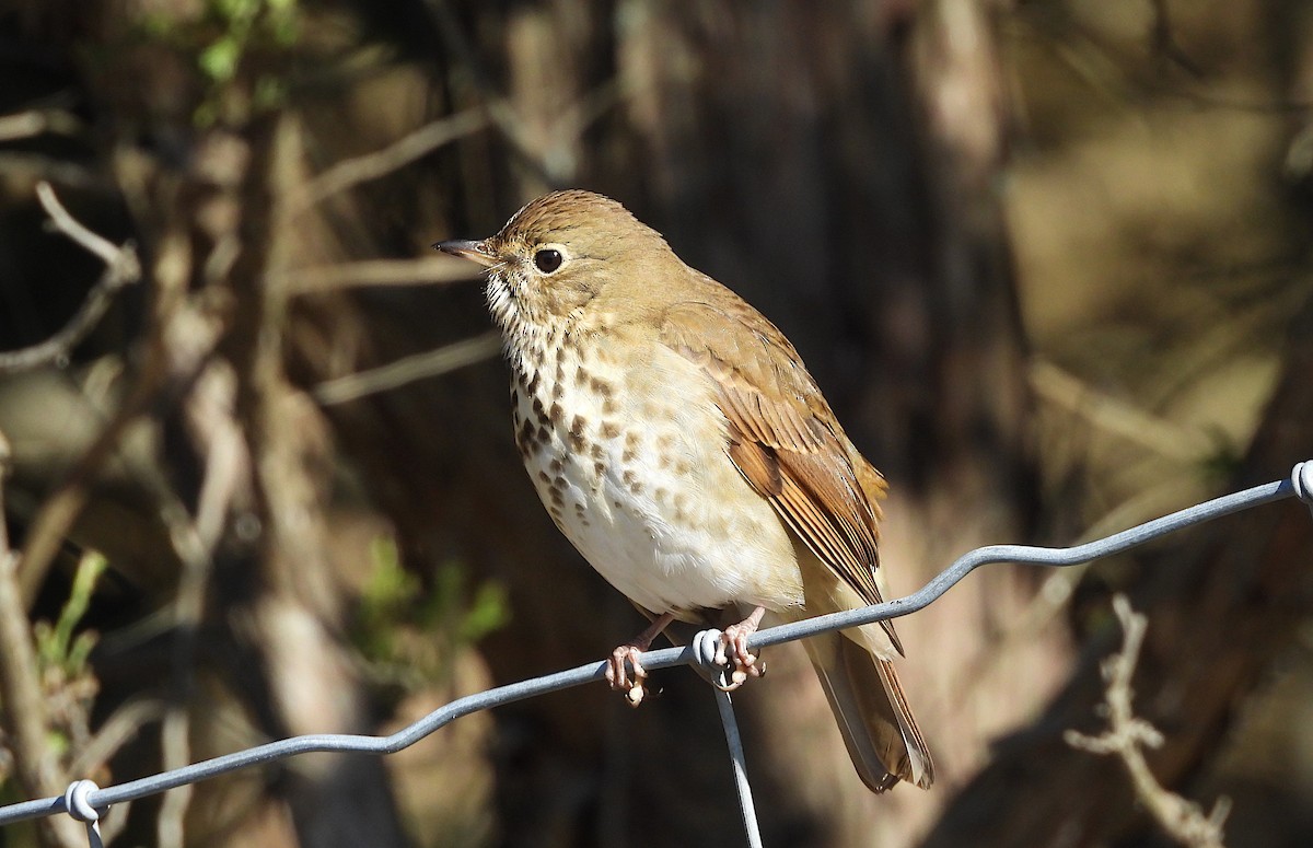 Hermit Thrush - ML644779220
