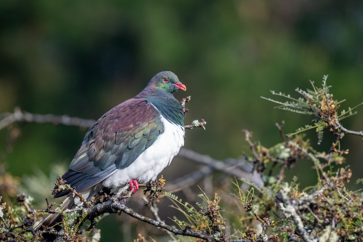 New Zealand Pigeon - ML644779221