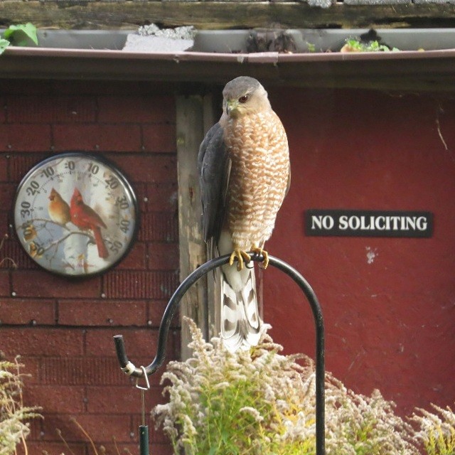 Яструб чорноголовий - ML644779225