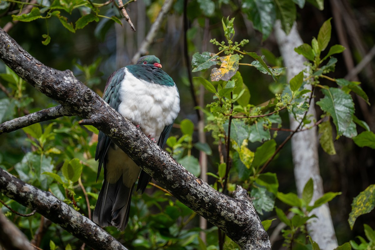 New Zealand Pigeon - ML644779226
