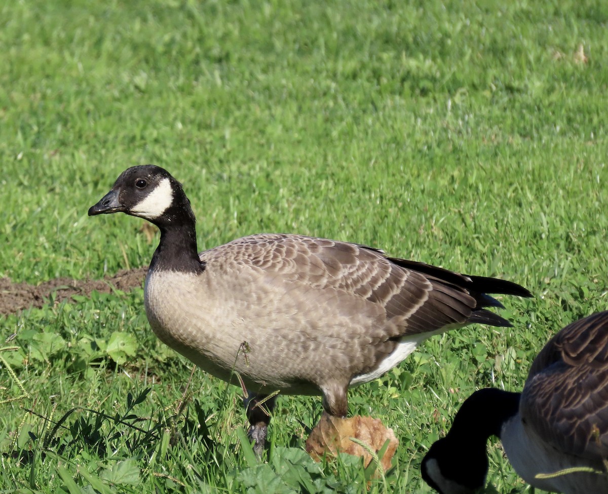 Cackling Goose - ML644779227