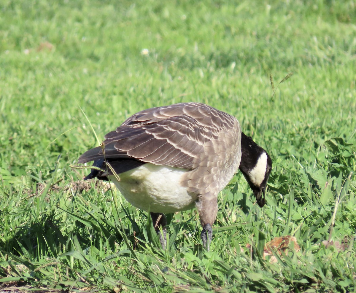 Cackling Goose - ML644779228