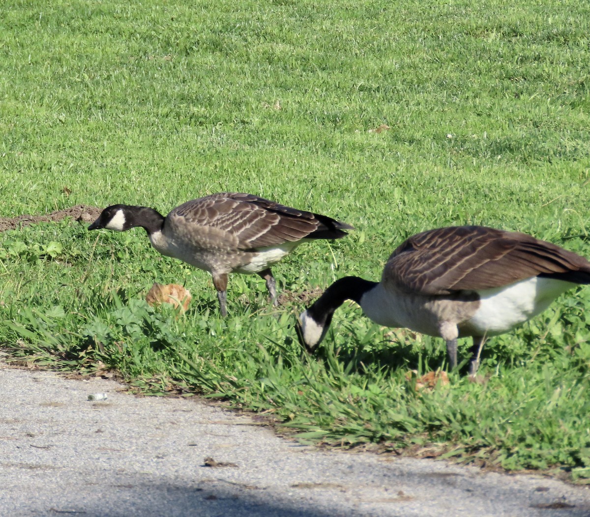 Cackling Goose - ML644779229