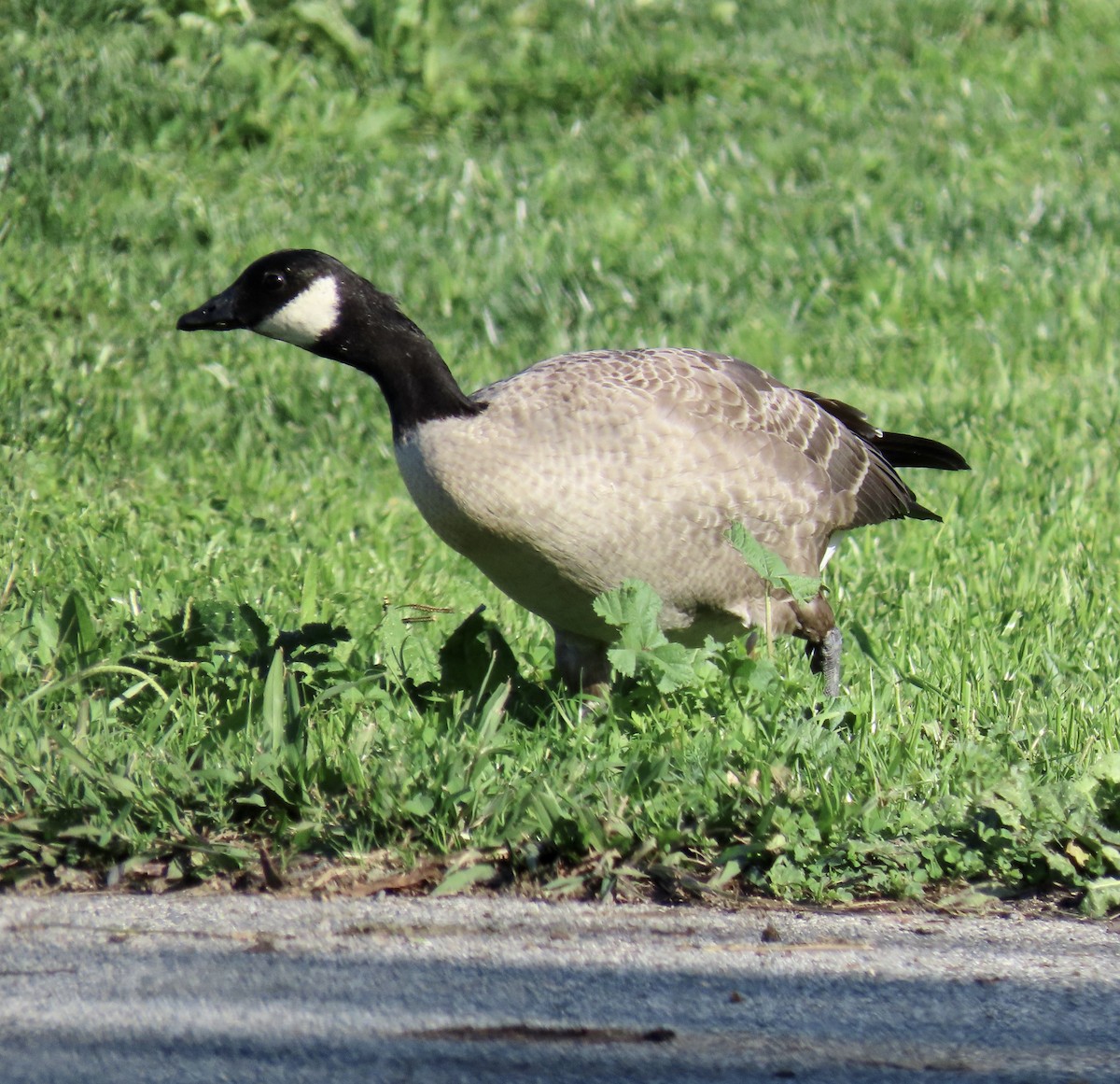 Cackling Goose - ML644779230
