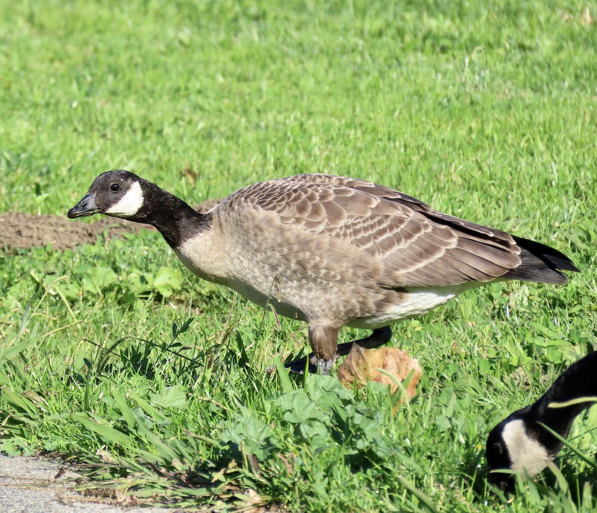 Cackling Goose - ML644779231