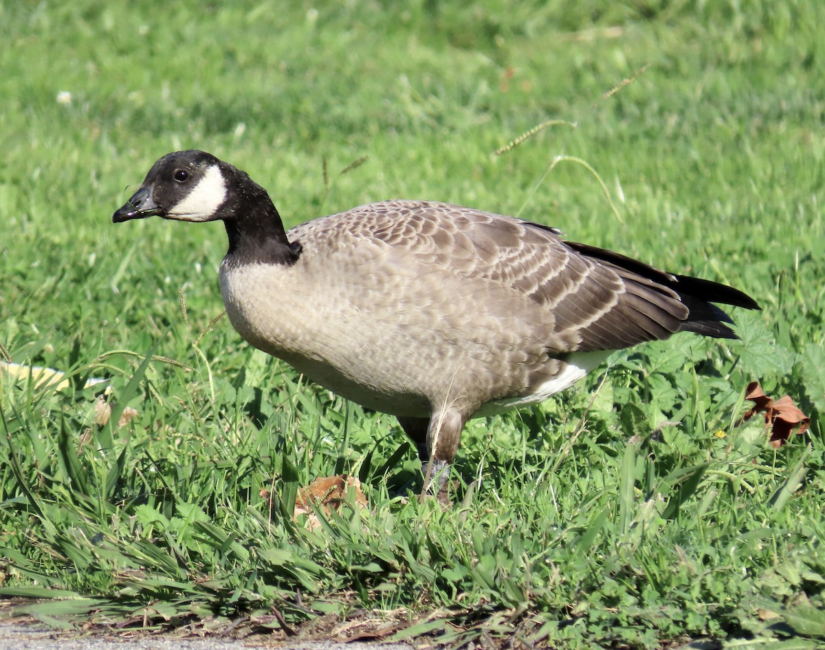 Cackling Goose - ML644779232