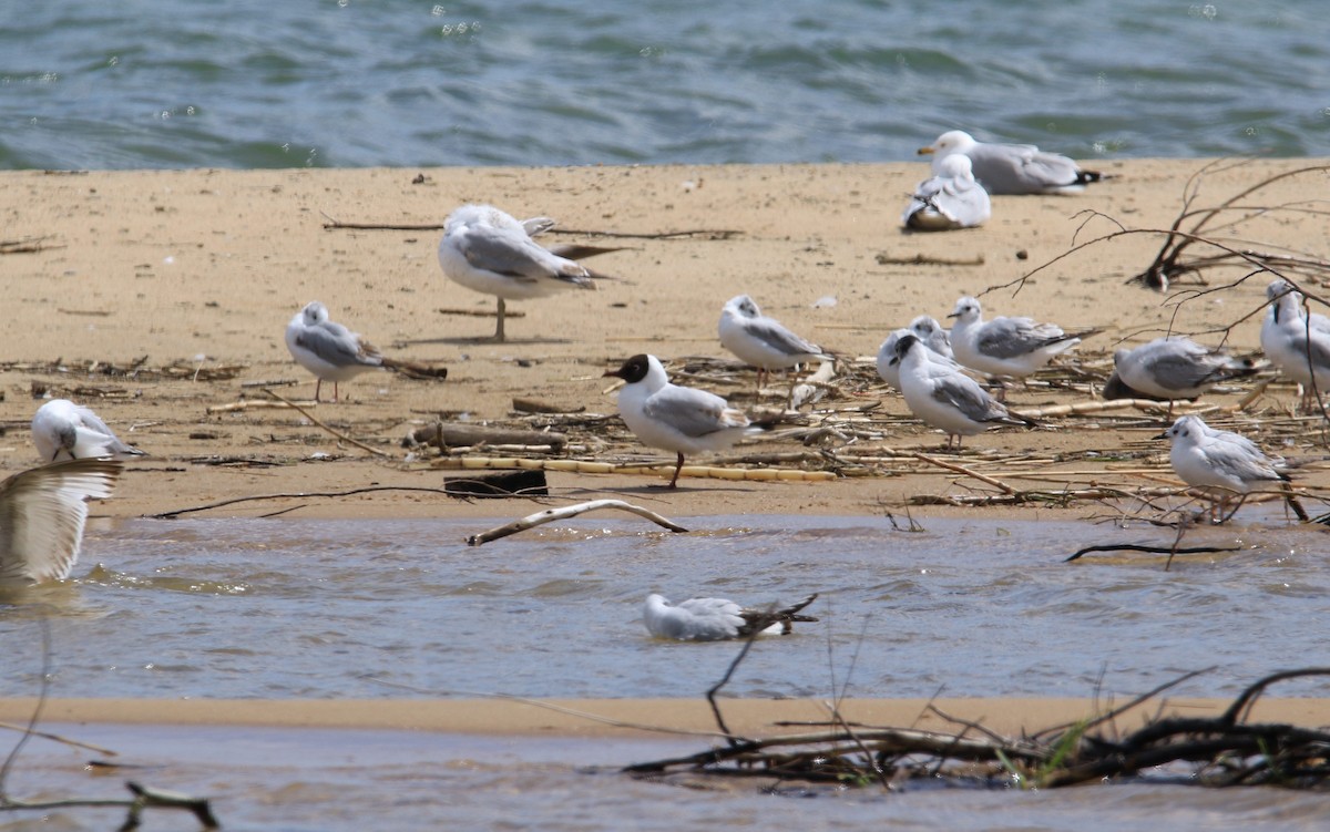 Black-headed Gull - ML644779237