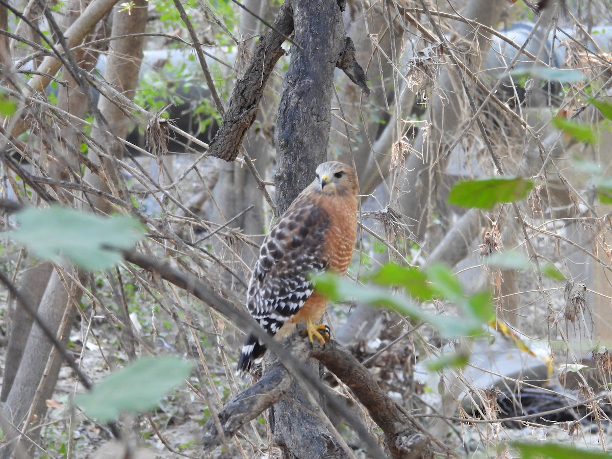 Red-shouldered Hawk - ML644779239