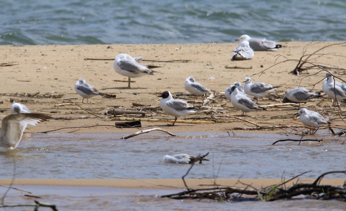 Black-headed Gull - ML644779240
