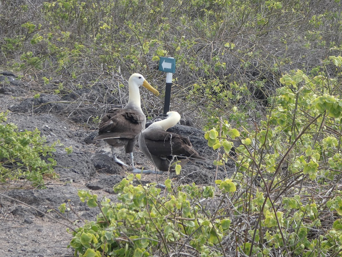 albatros galapážský - ML644779246