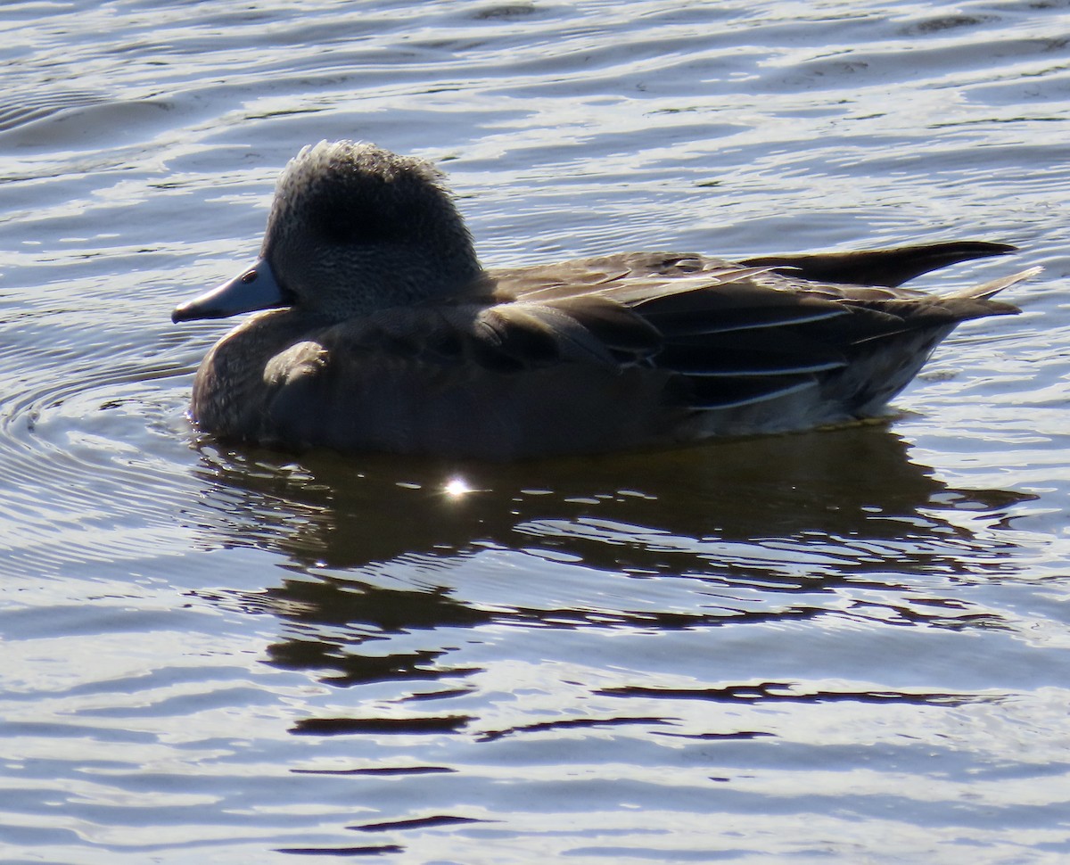 American Wigeon - ML644779247