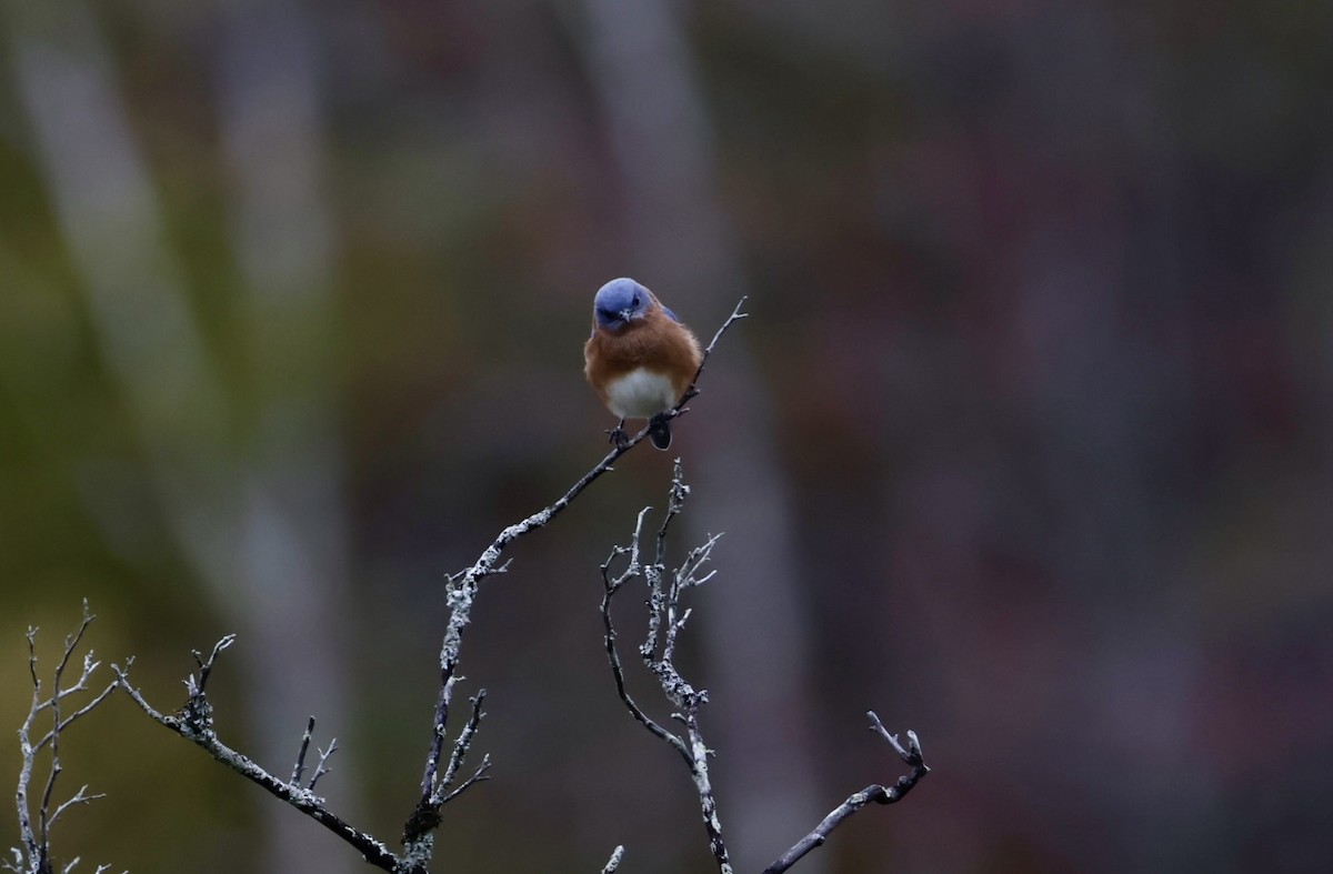 Eastern Bluebird - ML644779253