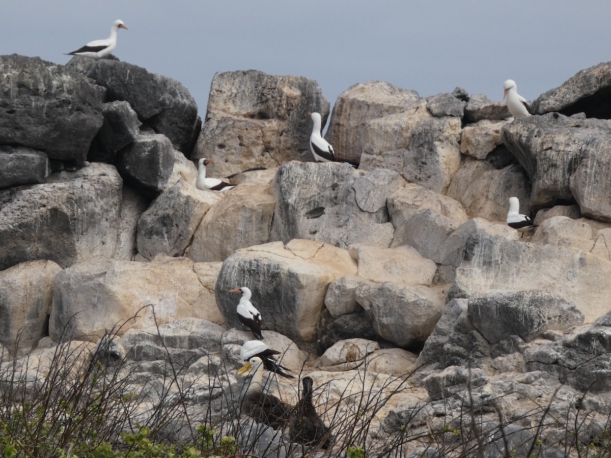 Nazca Booby - ML644779255