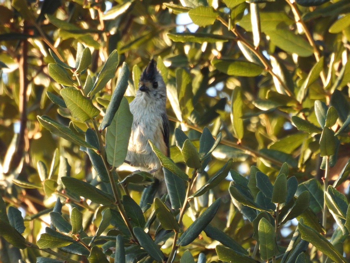 Black-crested Titmouse - ML644779257