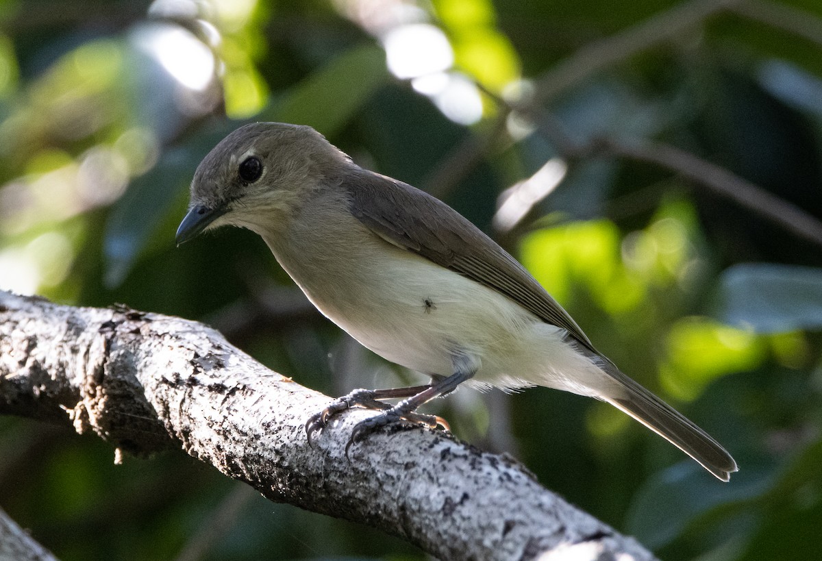 Silbador Simple - ML644779261