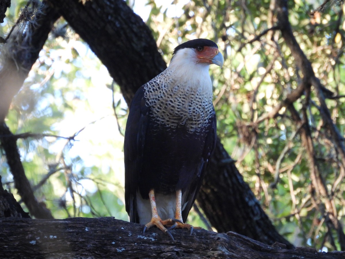 Crested Caracara - ML644779263