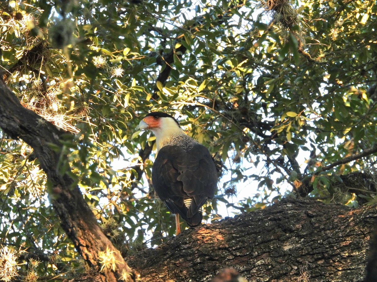 Crested Caracara - ML644779268