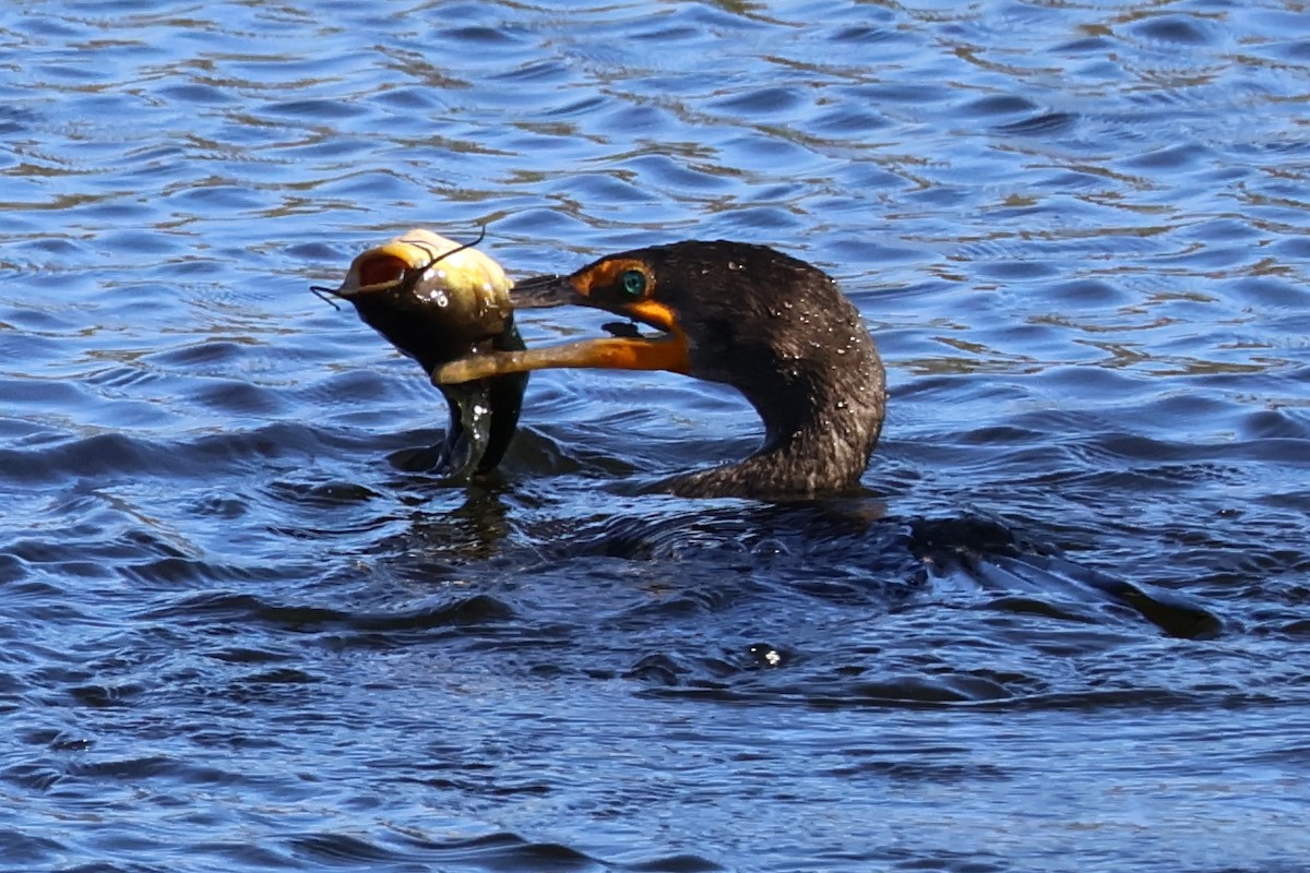 Double-crested Cormorant - ML644779269