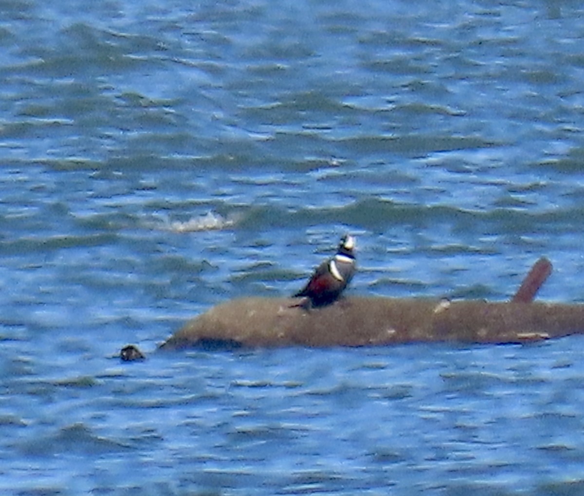 Palyaço Ördeği - ML644779272