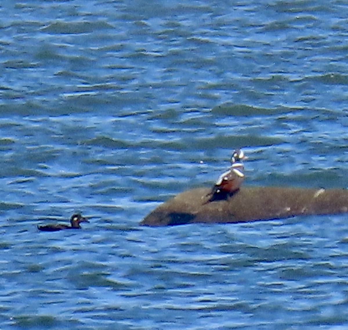 Palyaço Ördeği - ML644779273