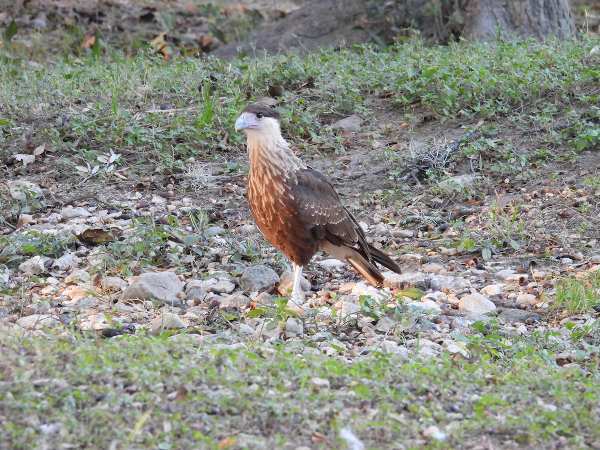 Crested Caracara - ML644779276