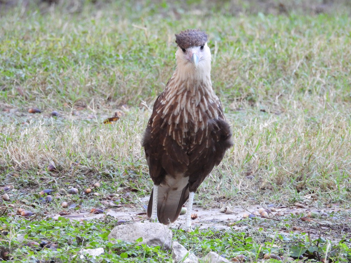 Crested Caracara - ML644779277