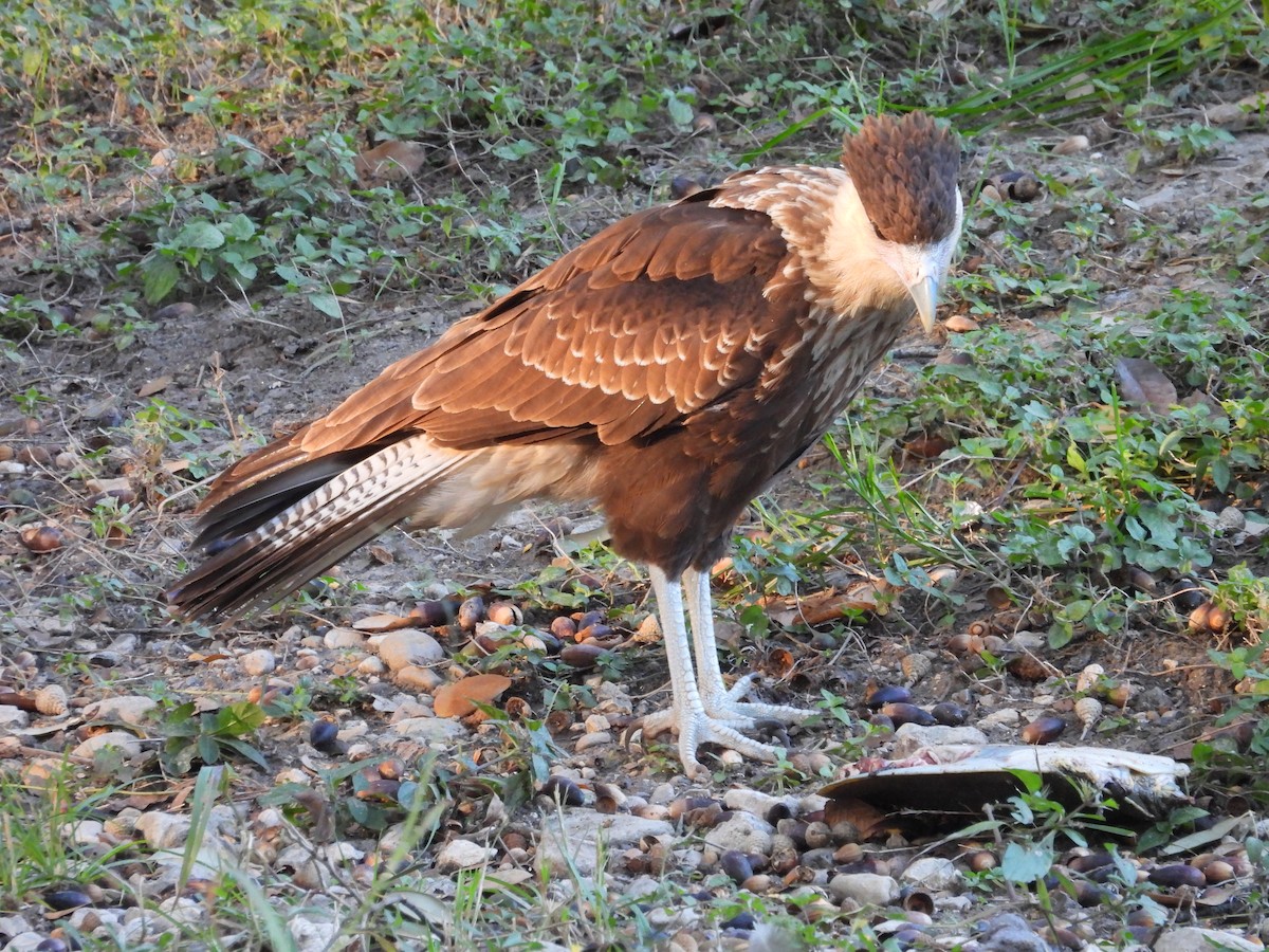 Crested Caracara - ML644779279