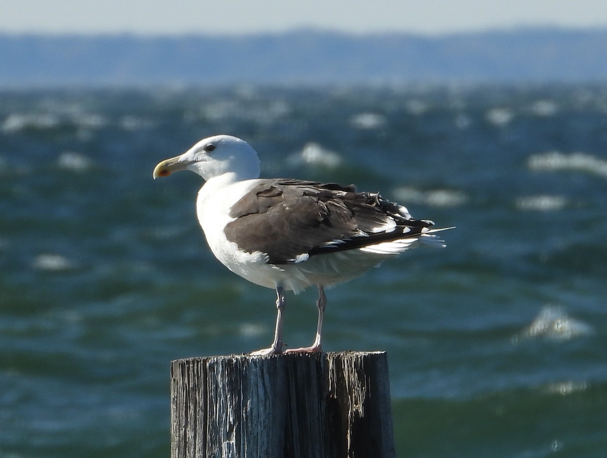 Great Black-backed Gull - ML644779280