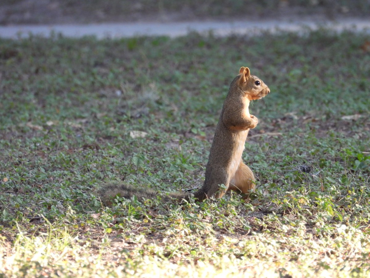 Animals - ML644779286