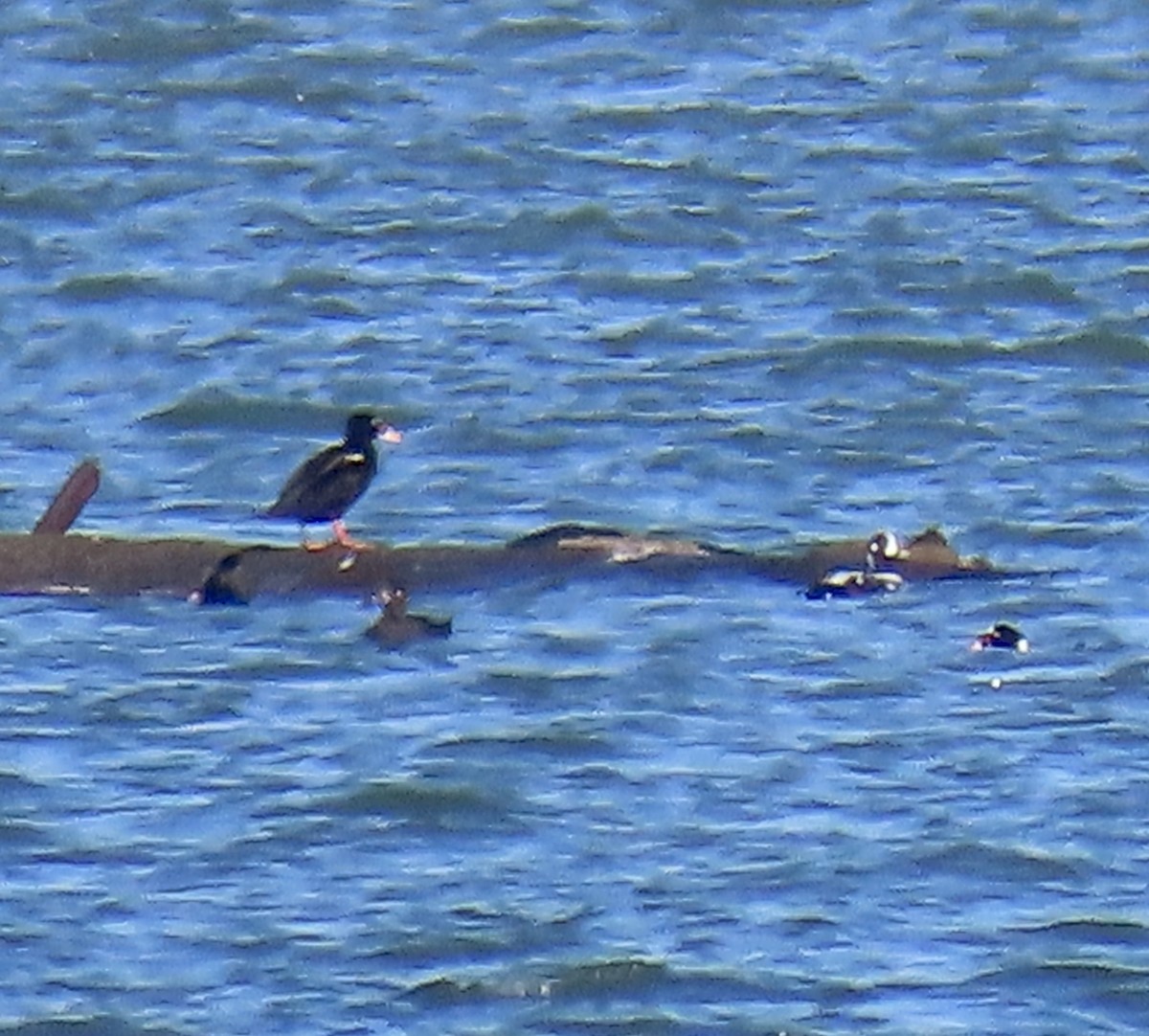 Palyaço Ördeği - ML644779288