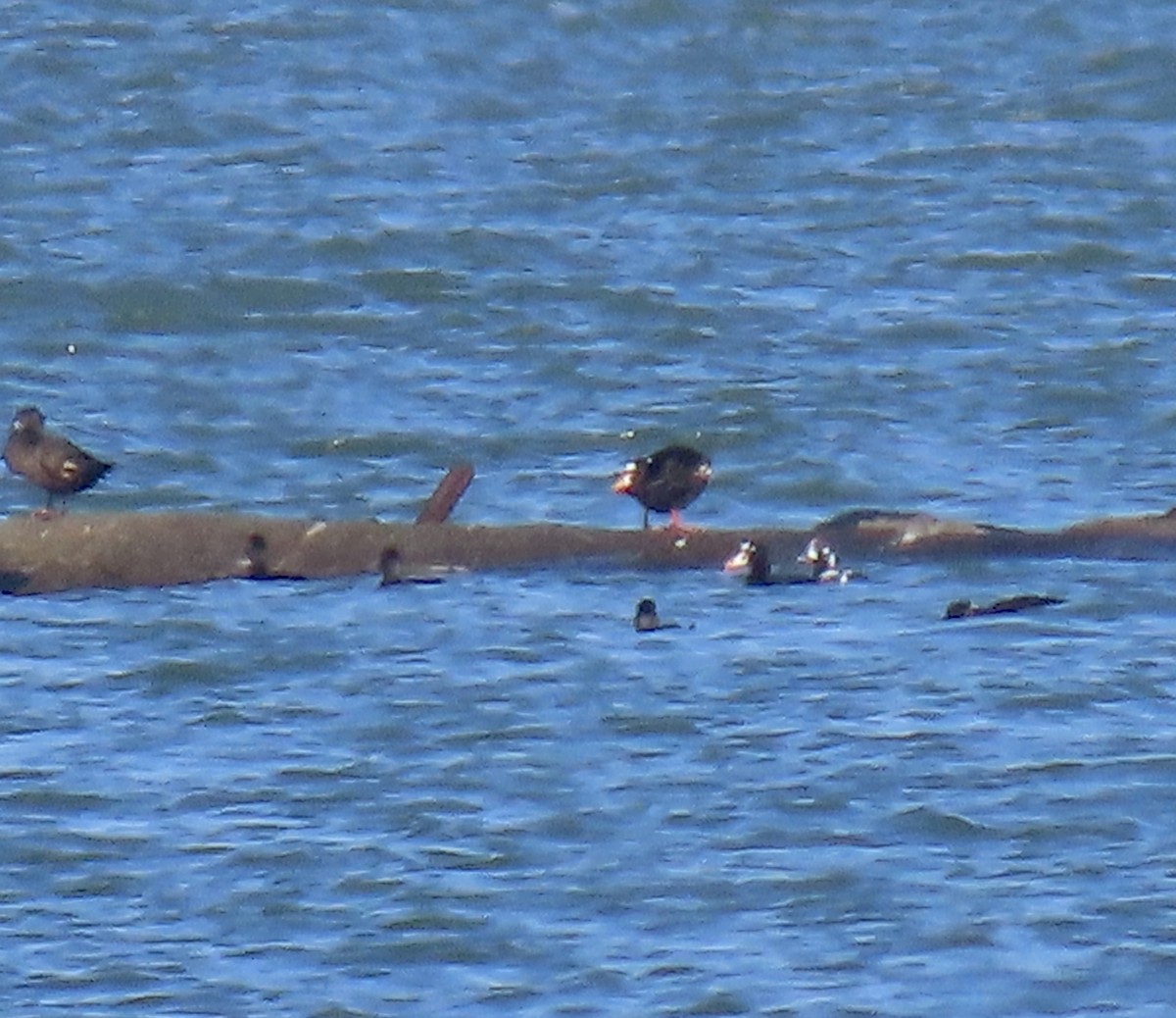 Palyaço Ördeği - ML644779289