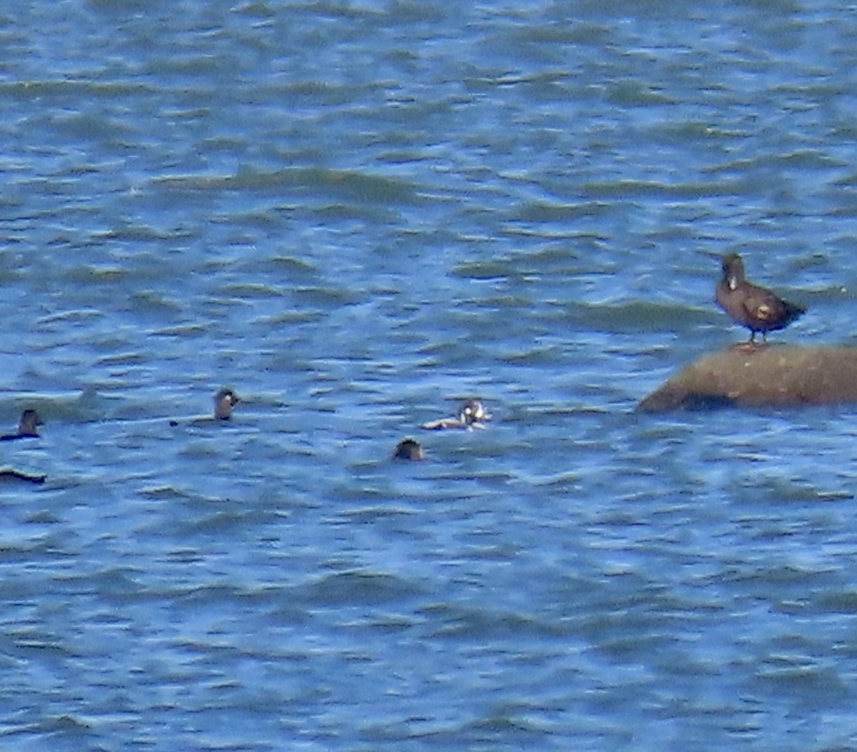 Palyaço Ördeği - ML644779290