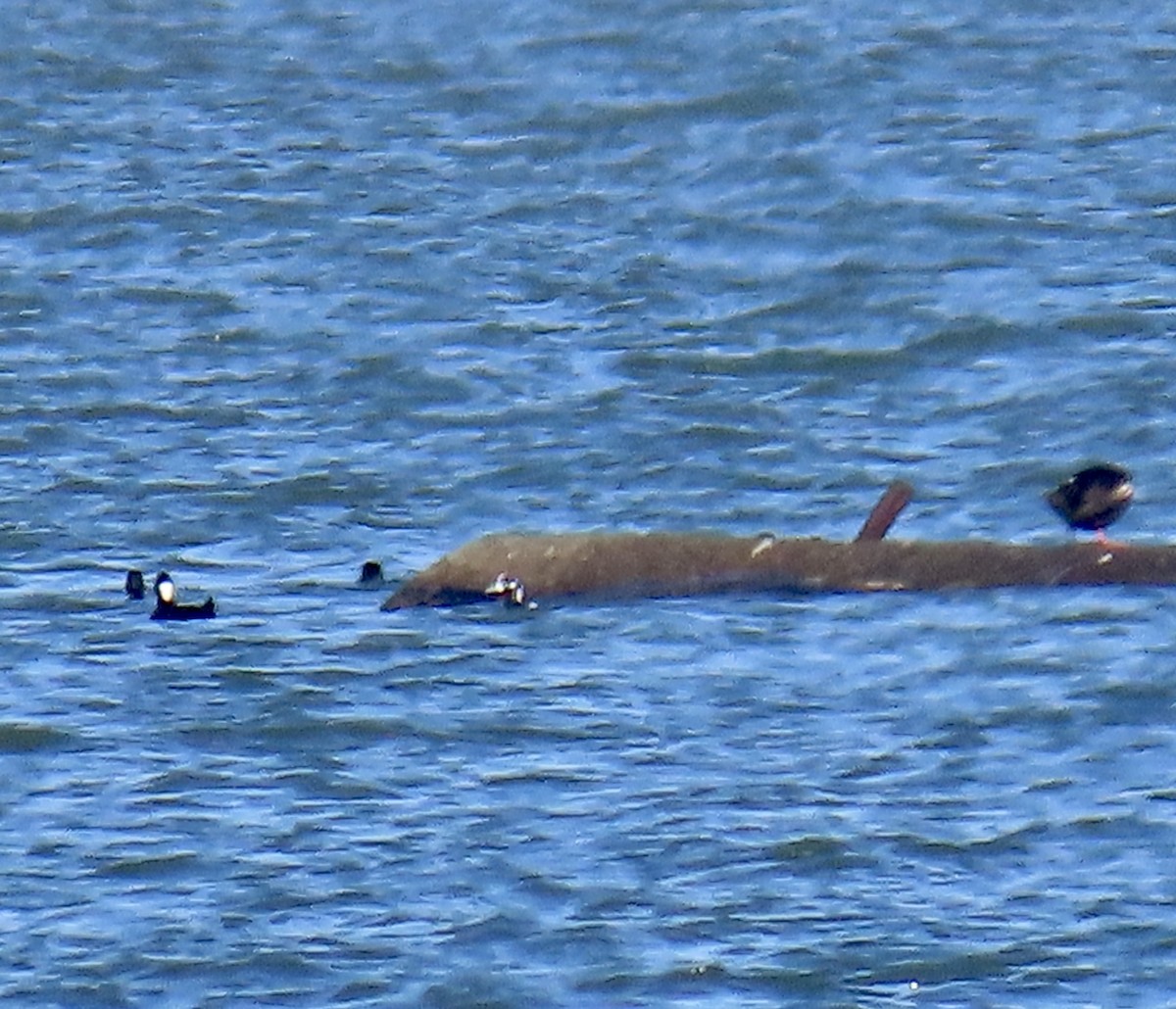 Palyaço Ördeği - ML644779291