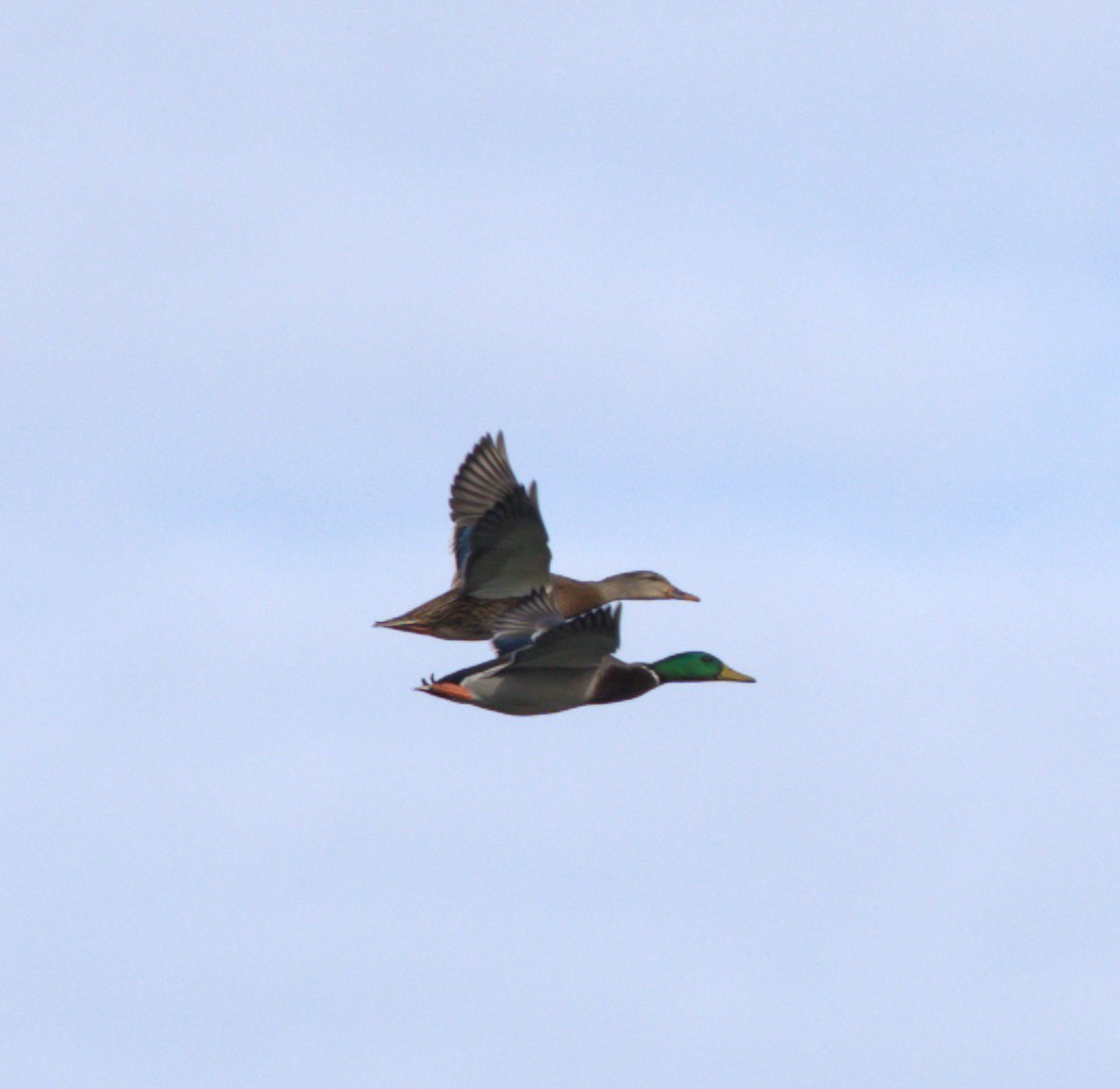 Mallard - ML644779298