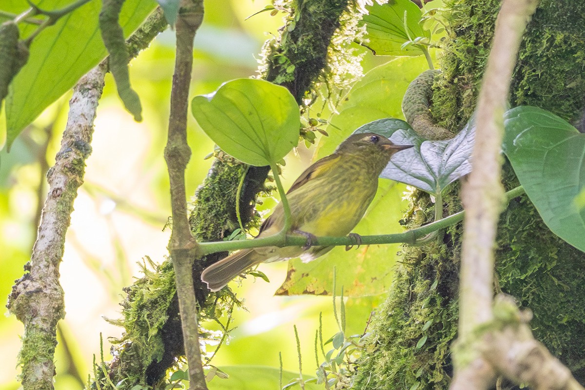 Olive-streaked Flycatcher - ML644779300
