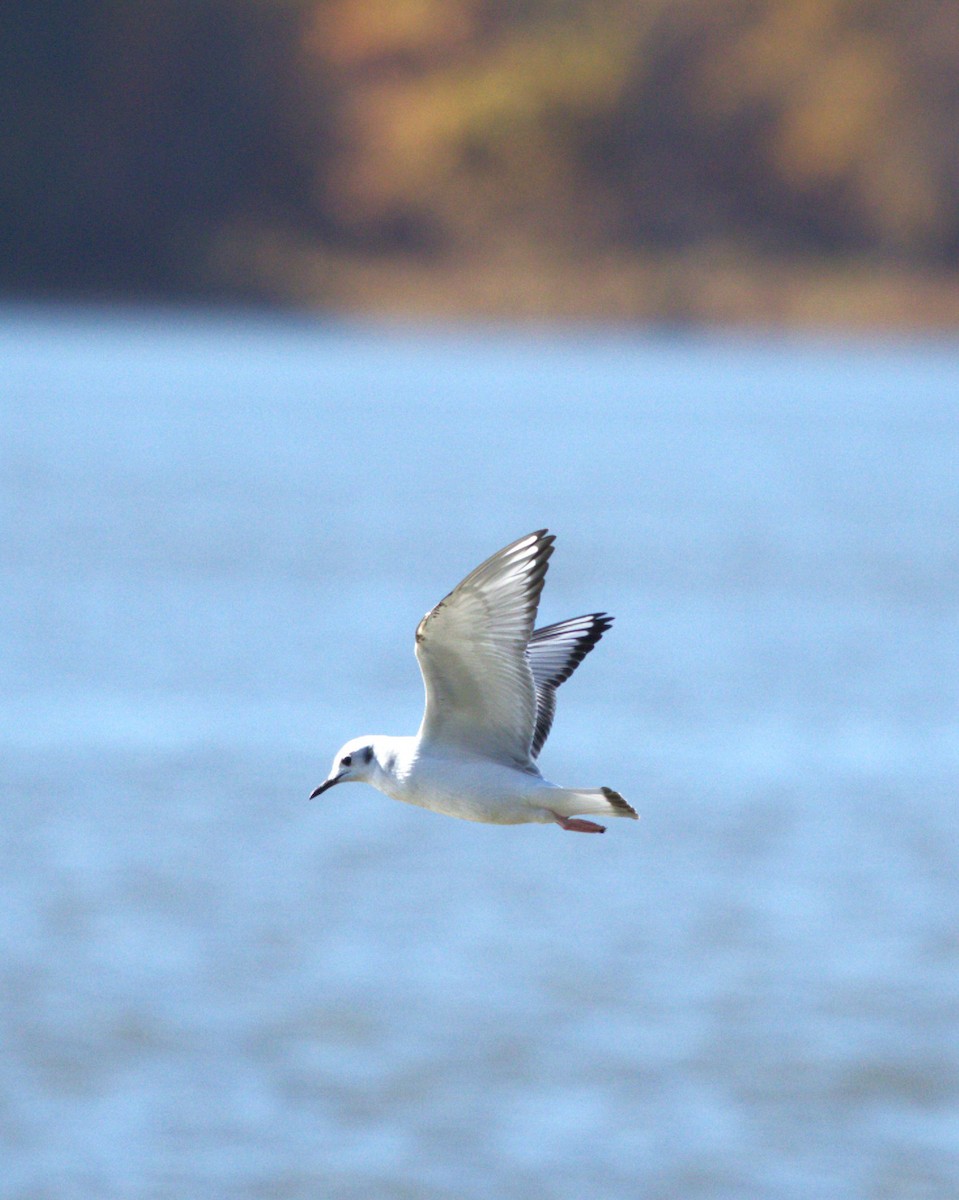 Bonaparte's Gull - ML644779306