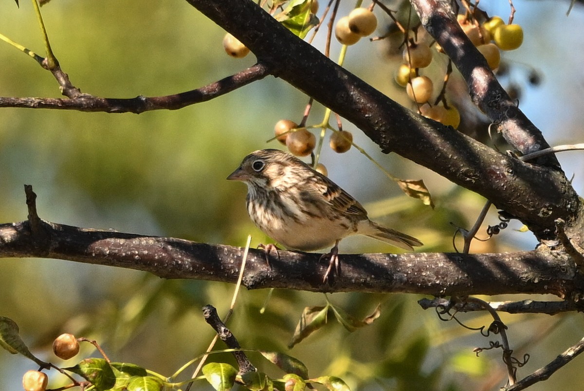 Vesper Sparrow - ML644779310