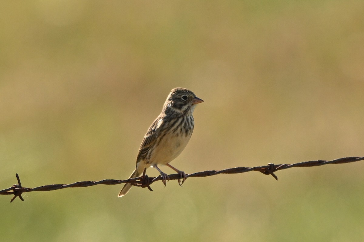 Vesper Sparrow - ML644779311