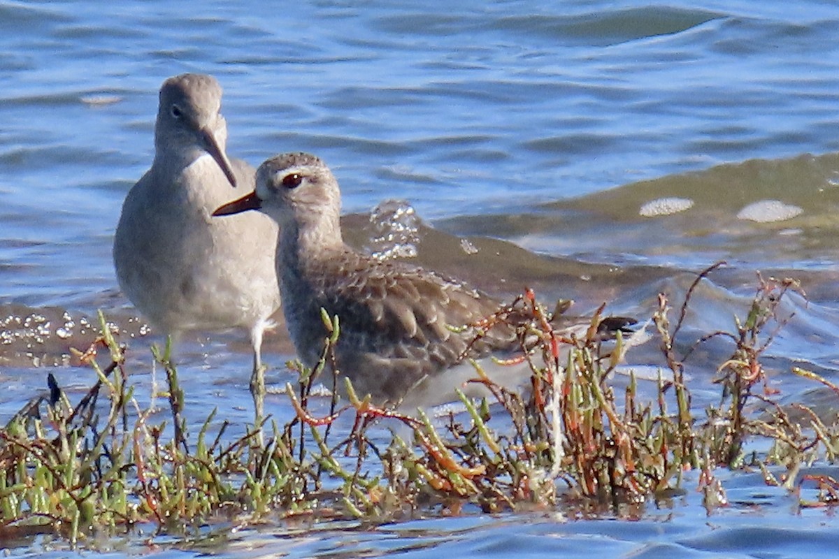 Black-bellied Plover - ML644779316