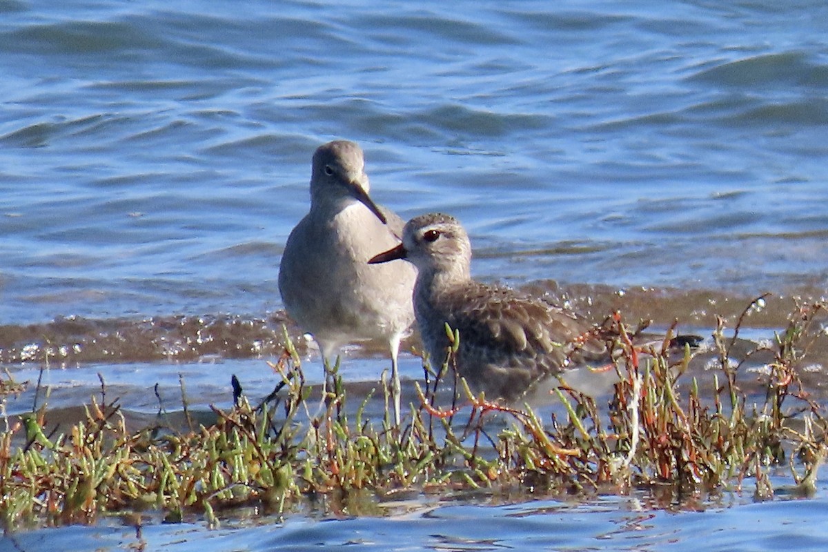 Black-bellied Plover - ML644779317