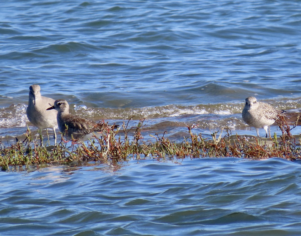 Black-bellied Plover - ML644779319