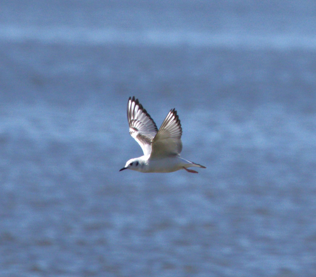 Bonaparte's Gull - ML644779321